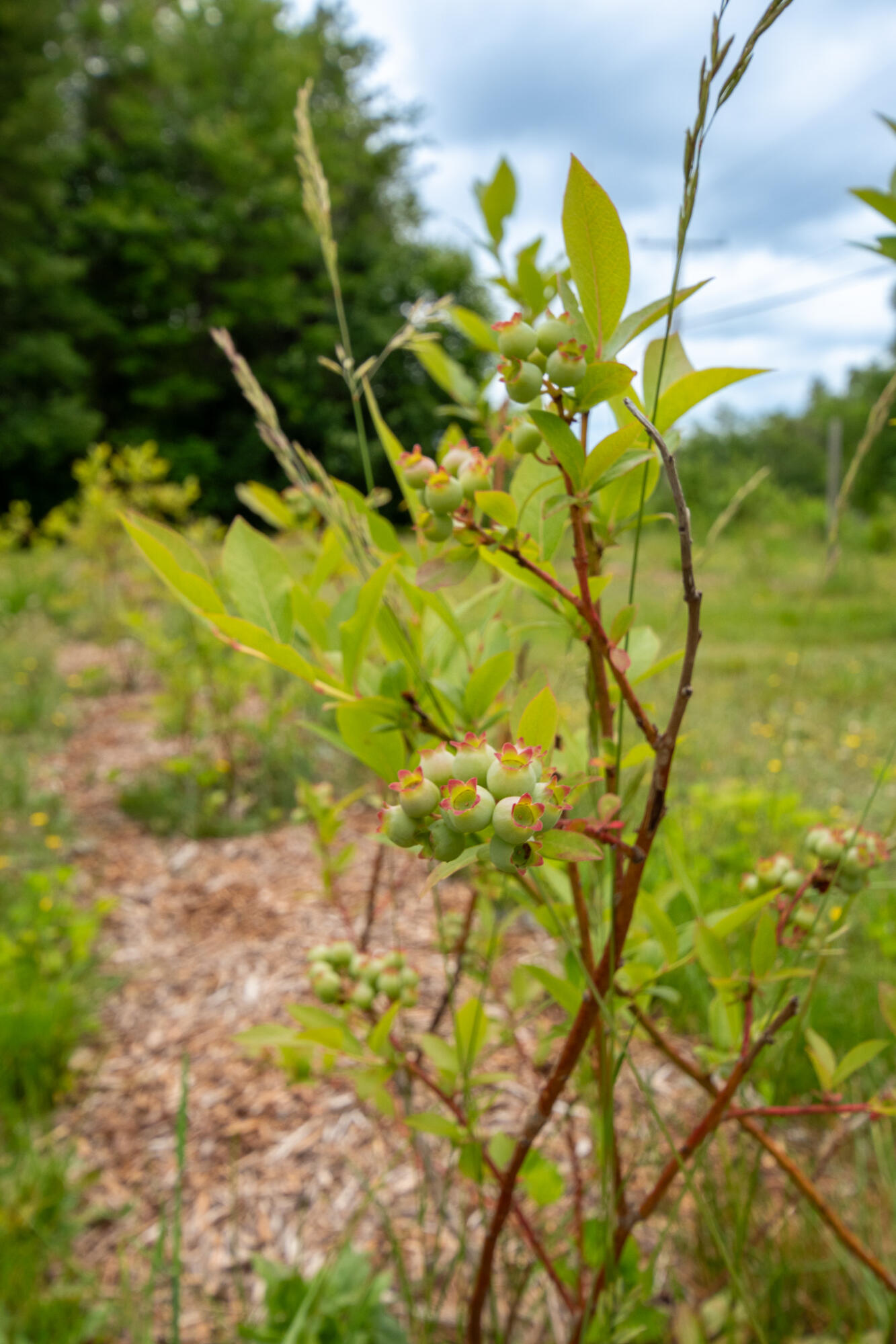 9 State Park Road Dover Foxcroft, ME 04426 - Photo 68 of 74 DSC_0415
