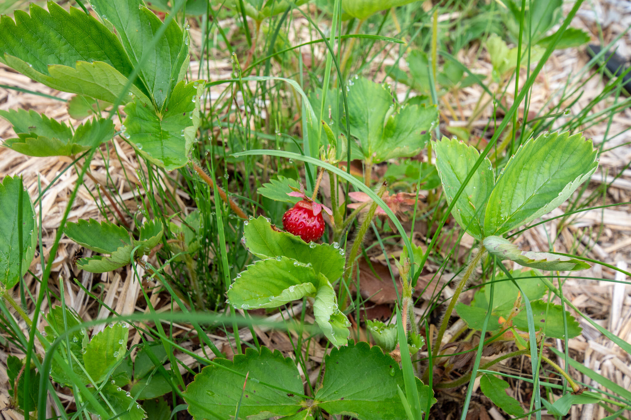 9 State Park Road Dover Foxcroft, ME 04426 - Photo 69 of 74 DSC_0425