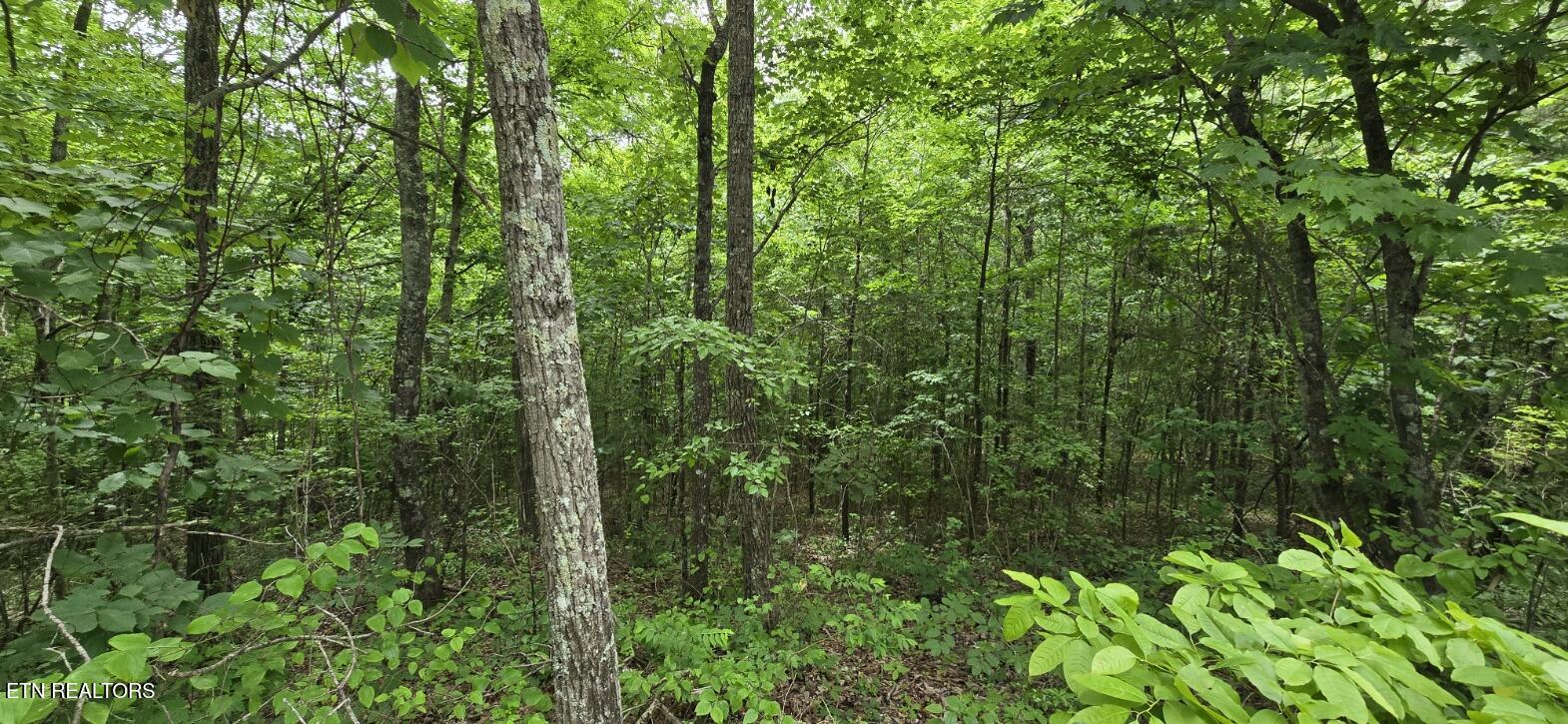 Lot 48-49 Bear Creek Road Oneida, TN 37841 - Photo 14 of 16 20260612_142837