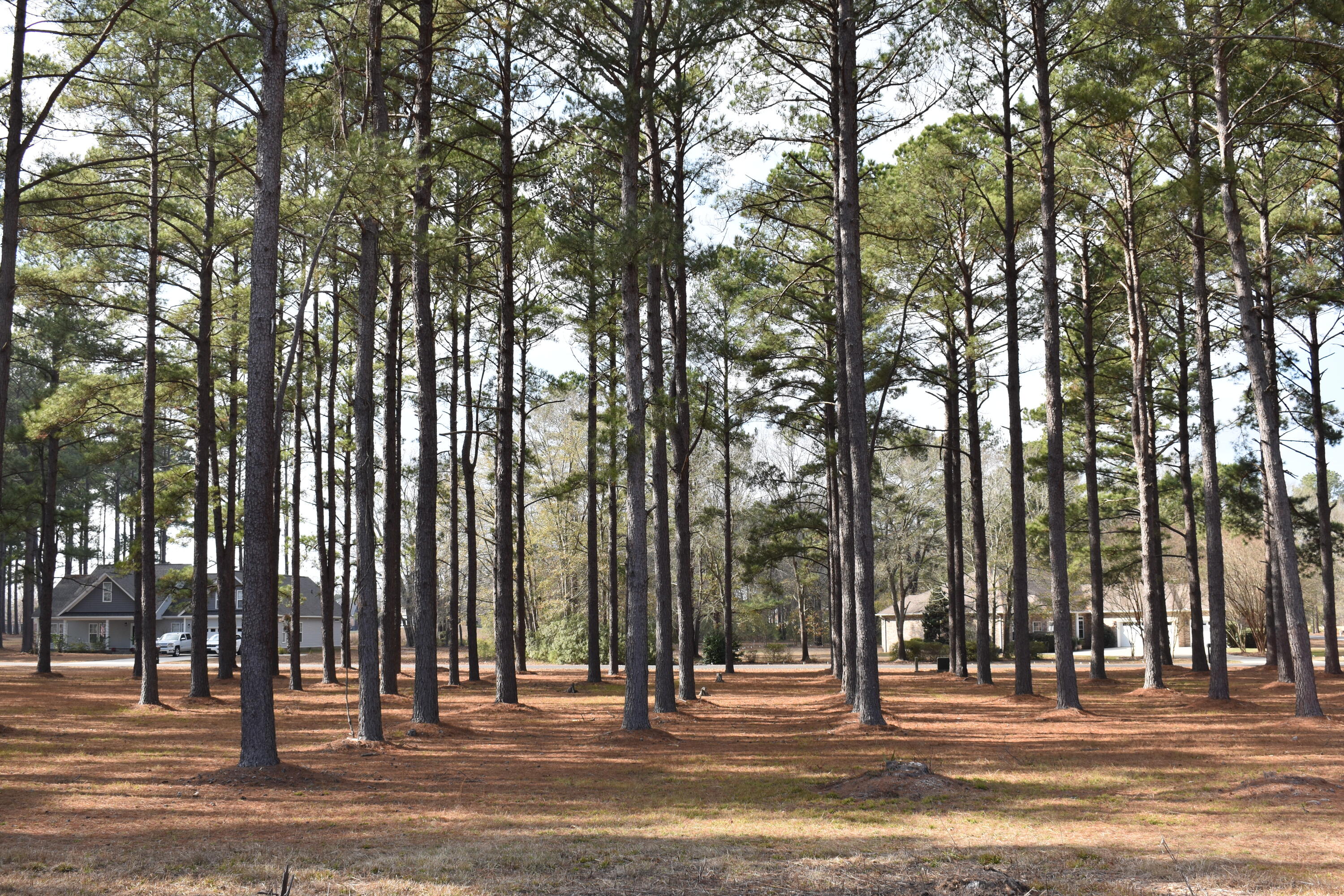 400 Pinelake Court, Unit L2 Manning, SC 29102 - Photo 4 of 16