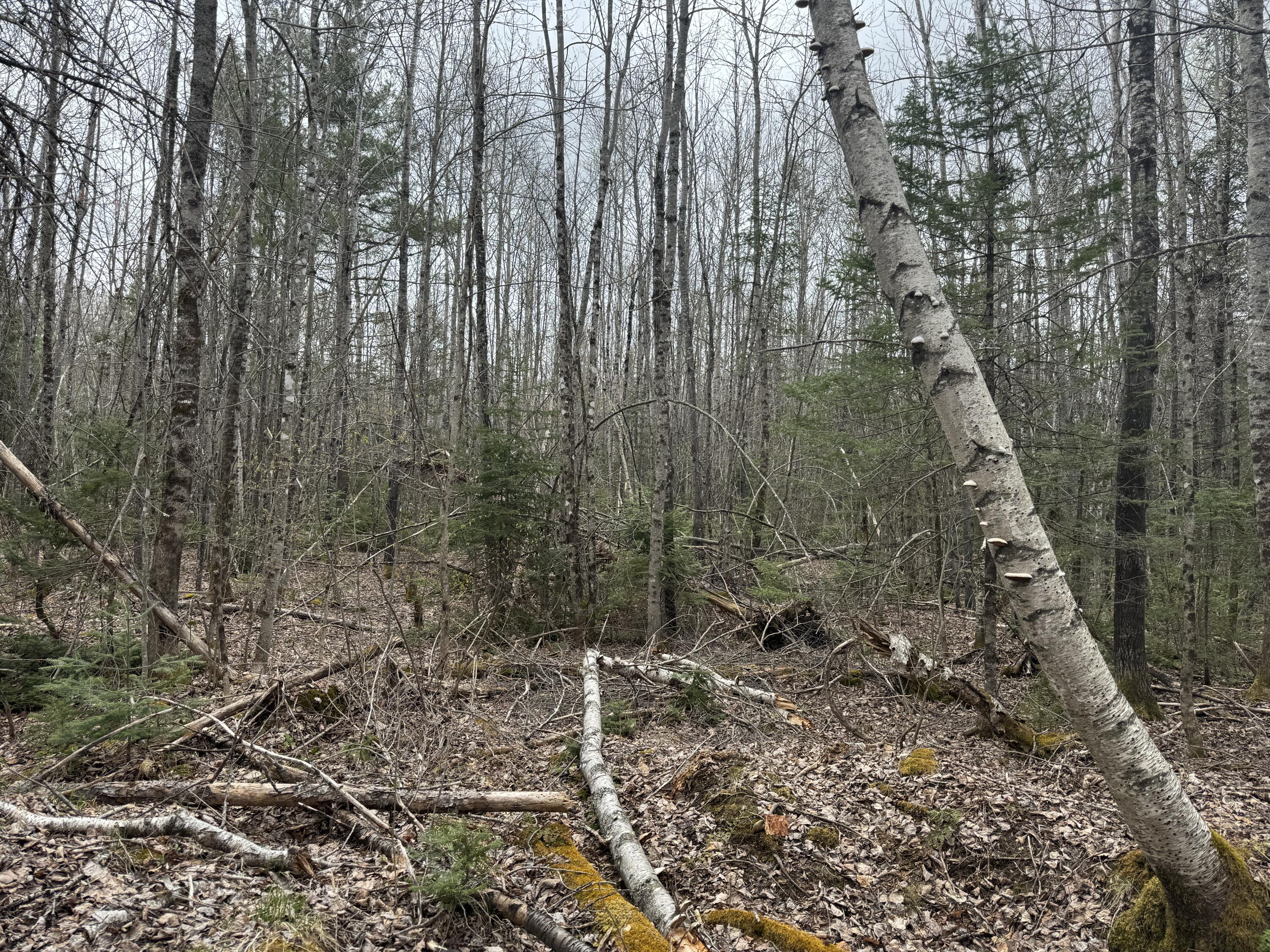 70 Range Road Garland, ME 04939 - Photo 7 of 11 IMG_4823