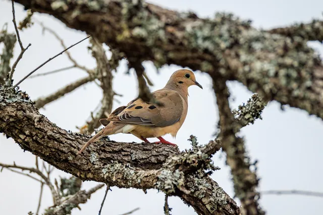 $359,900 | 0 Adj Lane, Fredericksburg, TX 78624