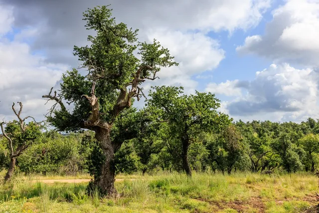 $359,900 | 0 Adj Lane, Fredericksburg, TX 78624