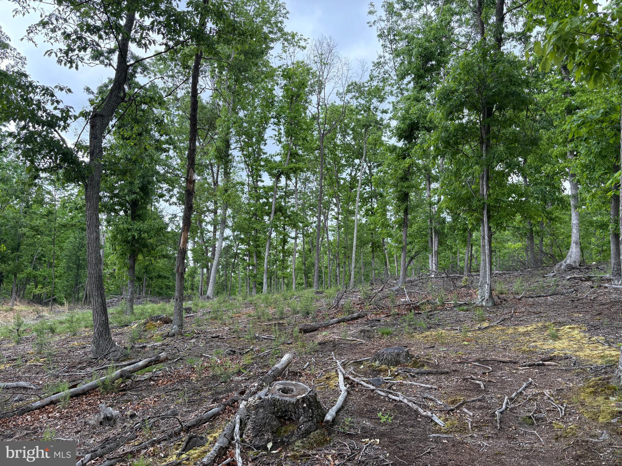 40.15-ac Middle Ridge Road Burlington, WV 26710 - Photo 15 of 47