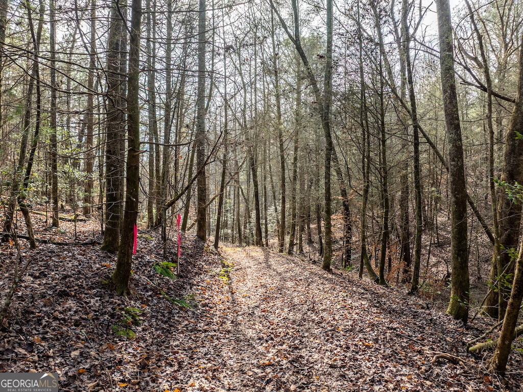 780 Banks Road Ellijay, GA 30540 - Photo 18 of 25 a view of outdoor space with trees