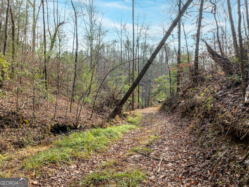 780 Banks Road Ellijay, GA 30540 - Photo 24 of 25 a view of trees and pathway