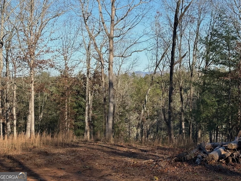 780 Banks Road Ellijay, GA 30540 - Photo 4 of 25 a view of a forest filled with trees