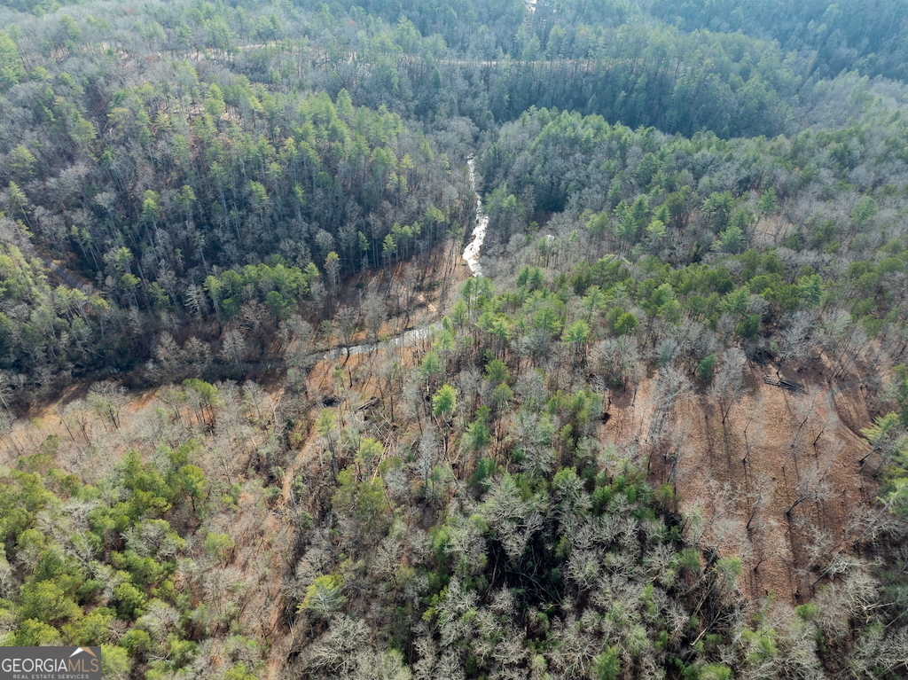 780 Banks Road Ellijay, GA 30540 - Photo 6 of 25 a view of a yard covered with trees