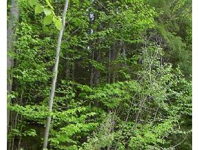 Off County Road Lincoln, VT 05443 - Photo 1 of 1