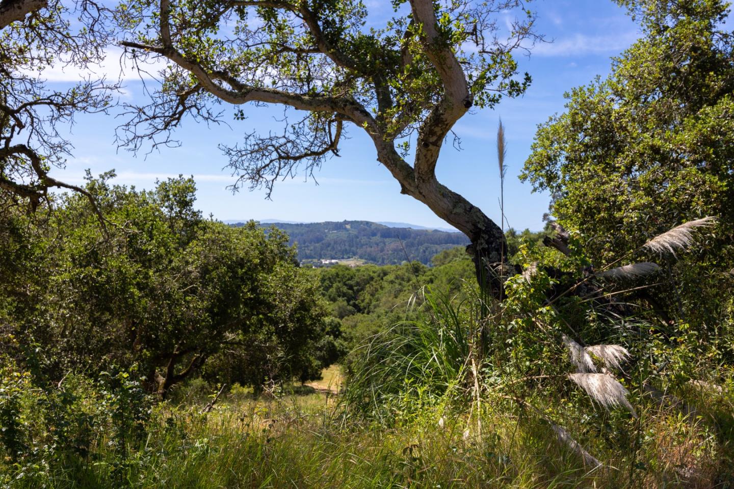 San Juan Road Aromas, CA 95004 - Photo 13 of 46 a view of a tree with a yard