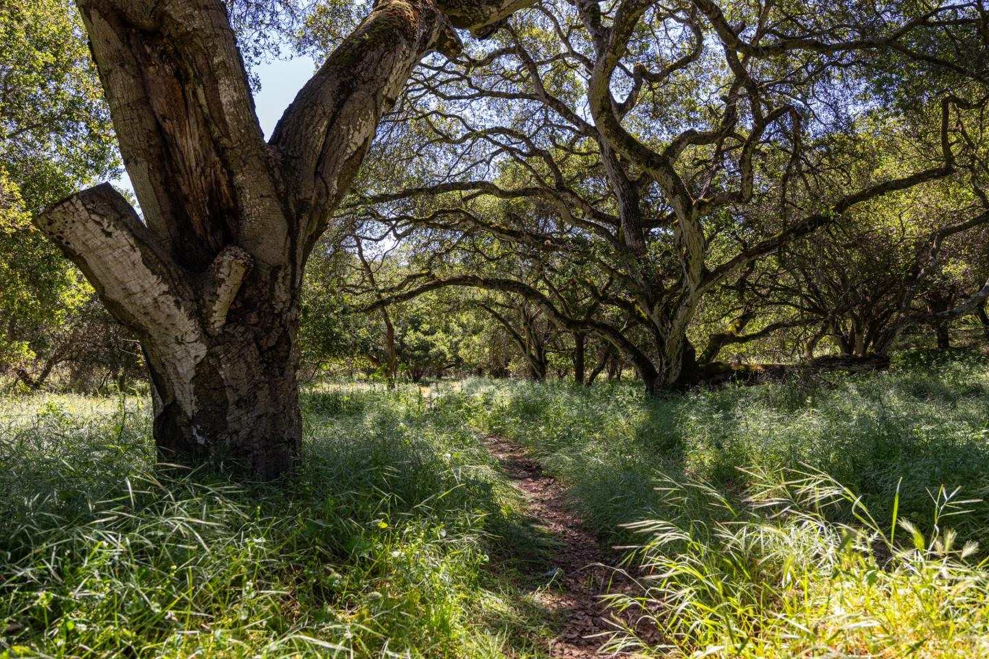San Juan Road Aromas, CA 95004 - Photo 28 of 46 a view of a tree in a garden