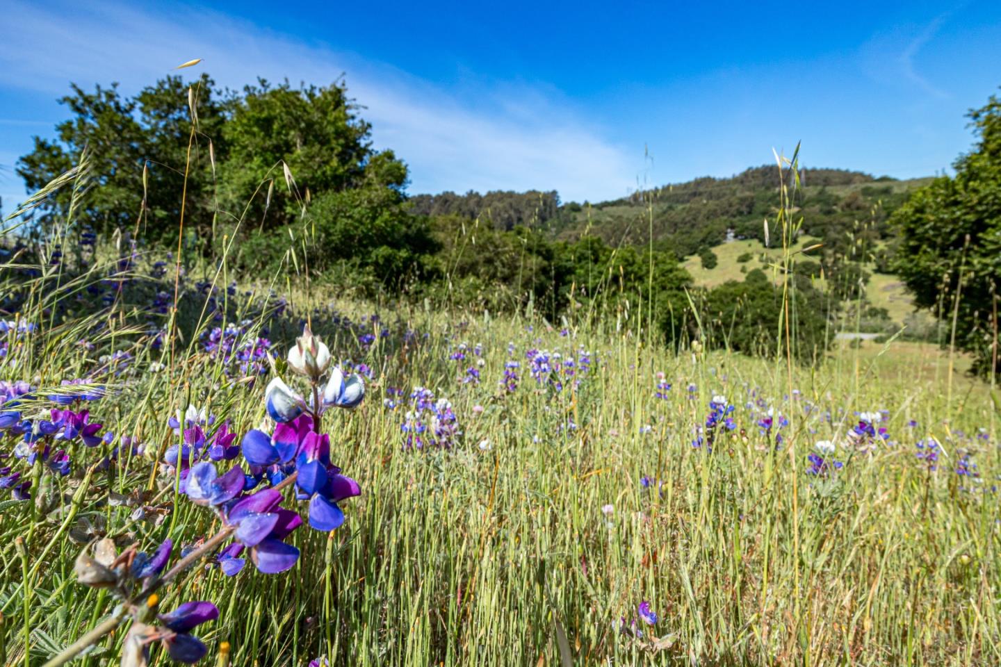 San Juan Road Aromas, CA 95004 - Photo 42 of 46 a view of a flower in a yard