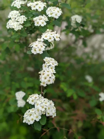 $374,900 | 120 Dogwood Lane, Winchester, TN 37398