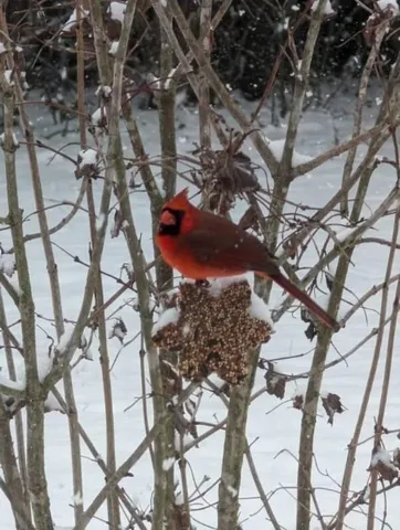 $374,900 | 120 Dogwood Lane, Winchester, TN 37398