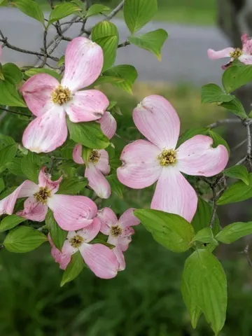 $374,900 | 120 Dogwood Lane, Winchester, TN 37398