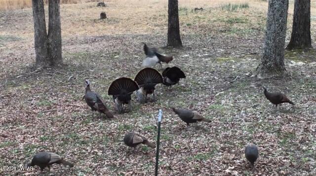 681 Swan Johnson Road Darden, TN 38328 - Photo 50 of 51 turkey5