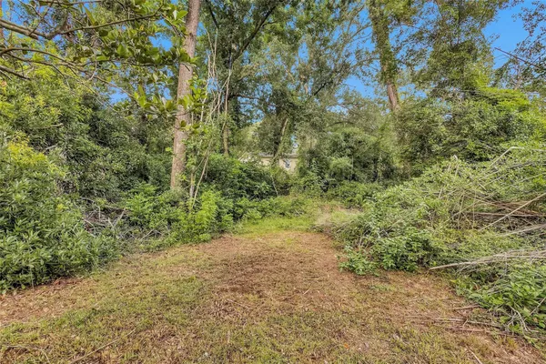 a view of a forest with a tree