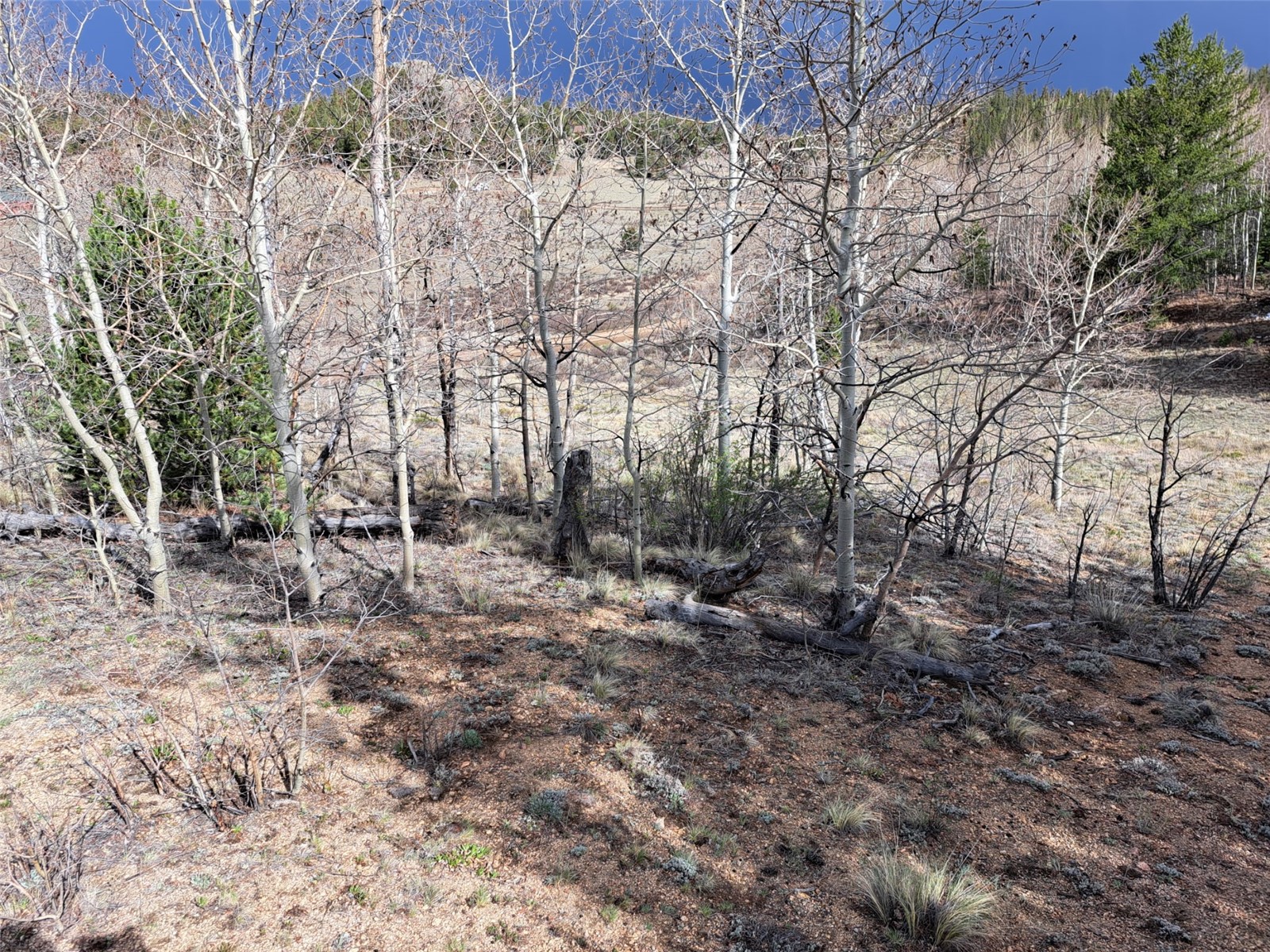 1411 Travois Road Como, CO 80456 - Photo 6 of 11 a view of a yard with plants and trees