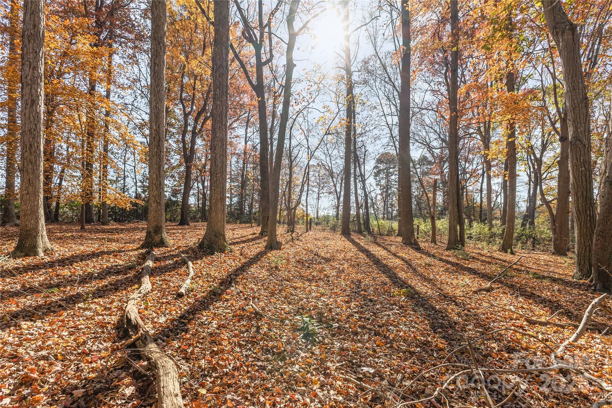 3335 Carnegie Lane Matthews, NC 28105 - Photo 31 of 31 a view of a yard with large trees