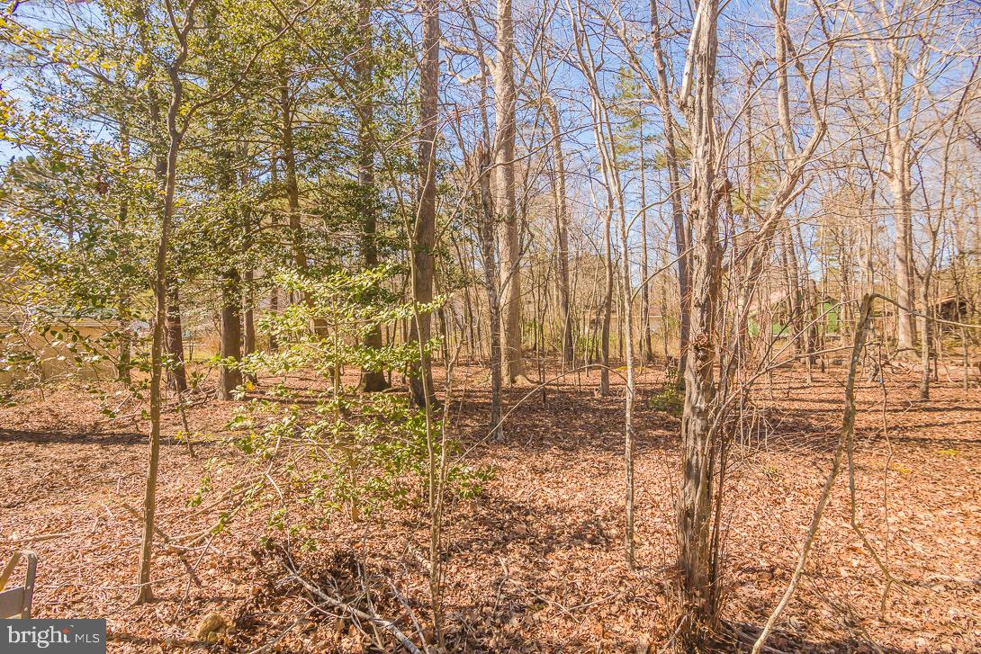 8 Watertown Road Ocean Pines, MD 21811 - Photo 38 of 54 Wooded land behind 8 Watertown