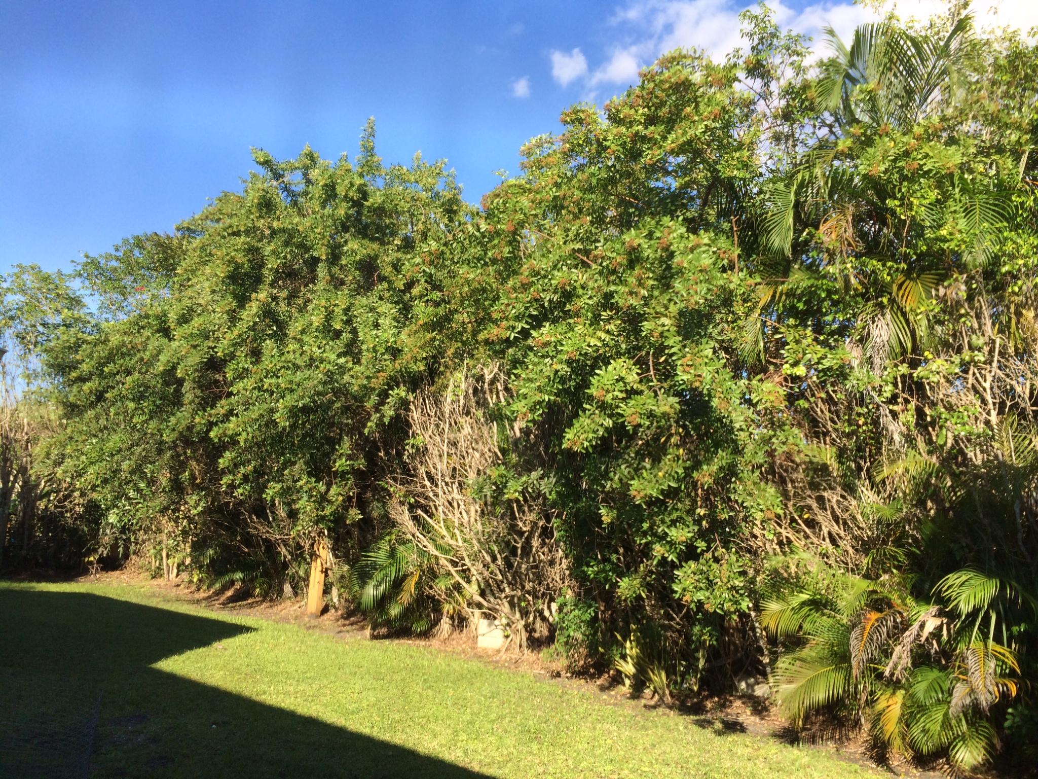 22146 Candle Court Boca Raton, FL 33428 - Photo 21 of 24 a view of a yard