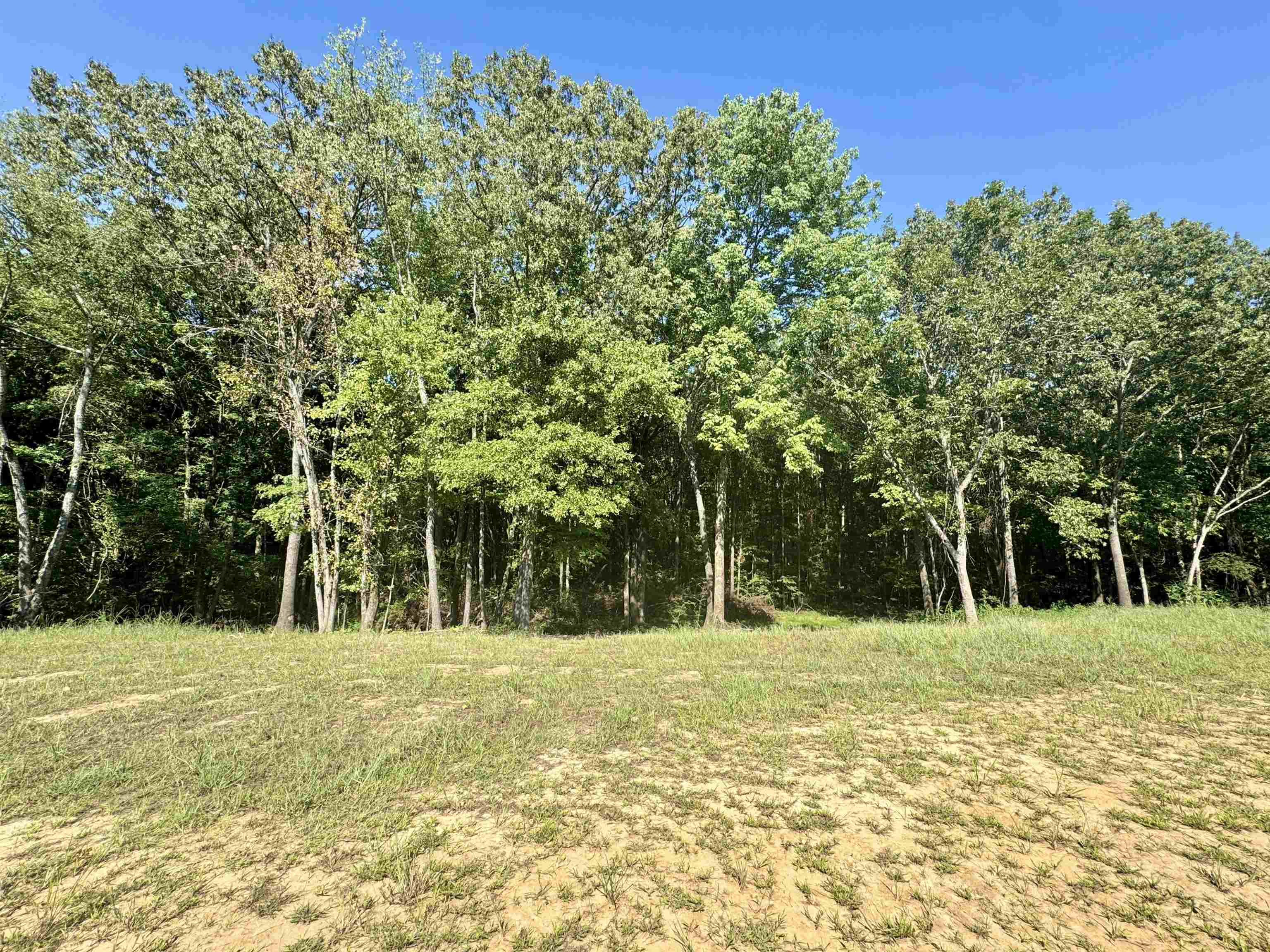 4040 Westbrook Road Bartlett, TN 38135 - Photo 2 of 10 View of local wilderness