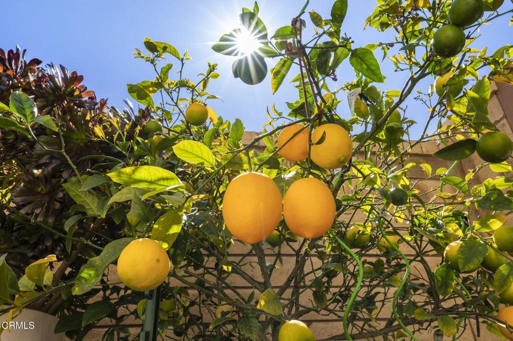 1655 Range Road Oxnard, CA 93036 - Photo 54 of 68