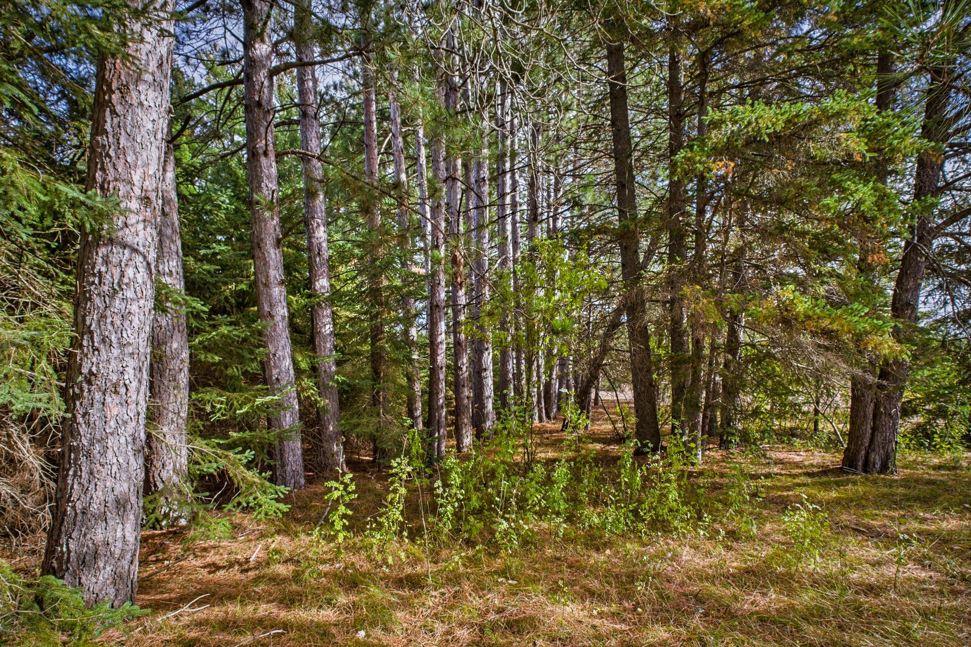 26183 350th Street Sebeka, MN 56477 - Photo 45 of 46