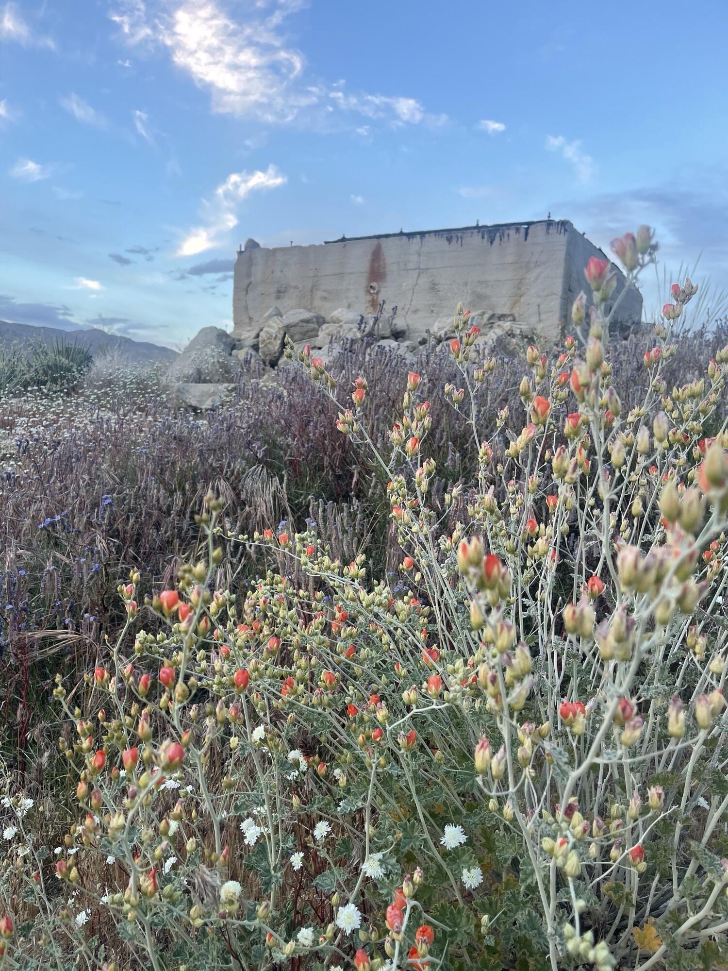 52073 Canyon Road Morongo Valley, CA 92256 - Photo 10 of 19 70494601448__6DBA0E69-D7C9-4040-BB79-C45