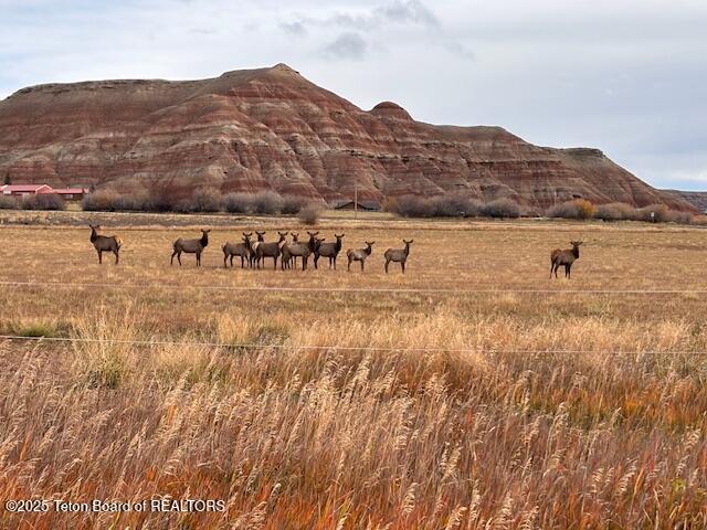 Lot 5 Bald Mountain Road Dubois, WY 82513 - Photo 11 of 15 Elk 2