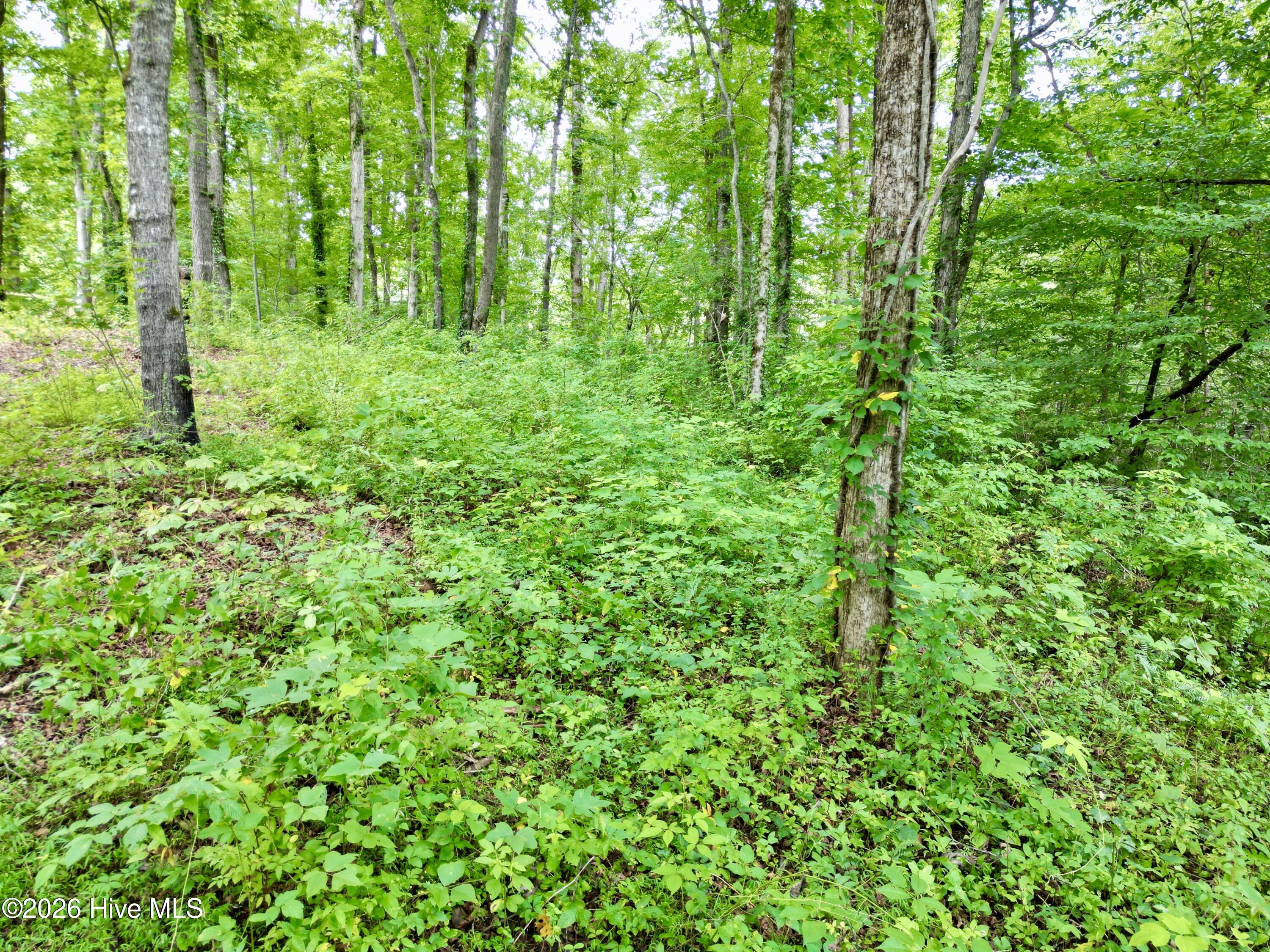 7 Heaton Road Marble, NC 28905 - Photo 3 of 10 Gallery Image 3