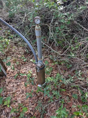 a close up of a tree in a garden