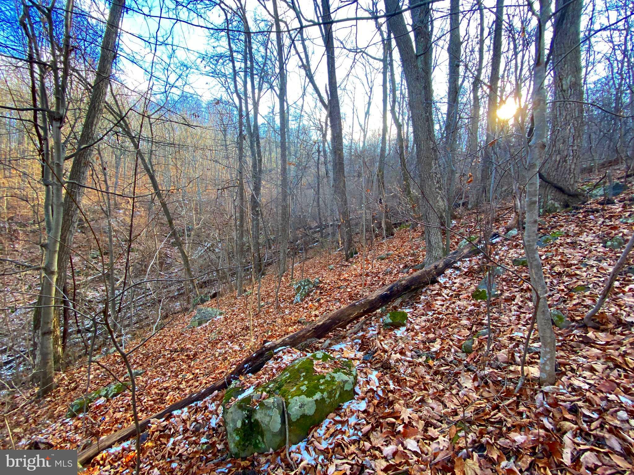 0 Hickory Tree Road Front Royal, VA 22630 - Photo 13 of 27 a view of a yard with large trees