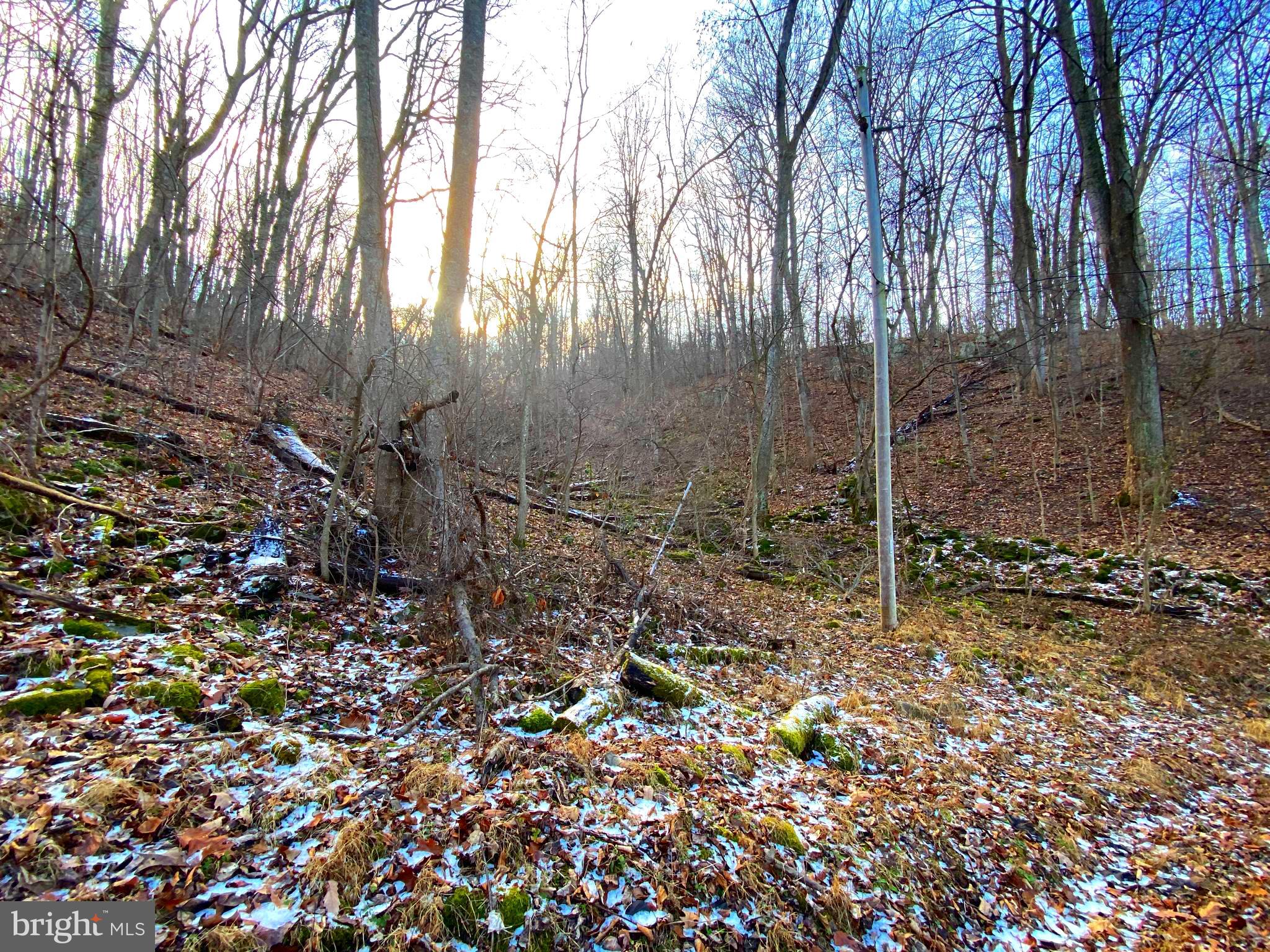 0 Hickory Tree Road Front Royal, VA 22630 - Photo 15 of 27 a view of a forest
