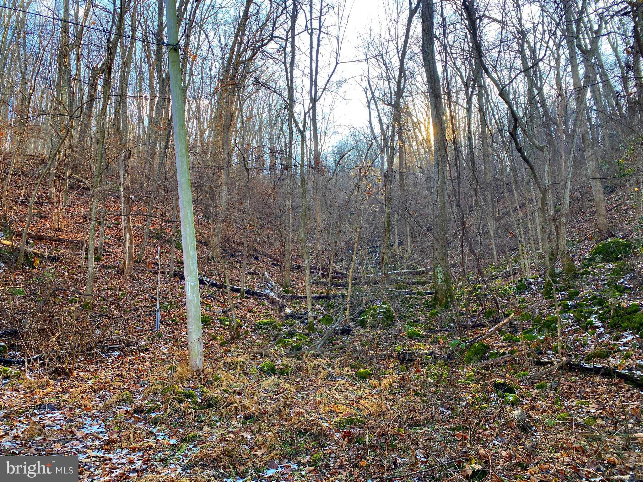 0 Hickory Tree Road Front Royal, VA 22630 - Photo 16 of 27 a view of a forest