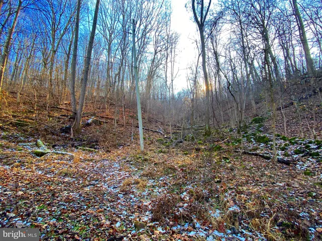 a view of trees with a yard