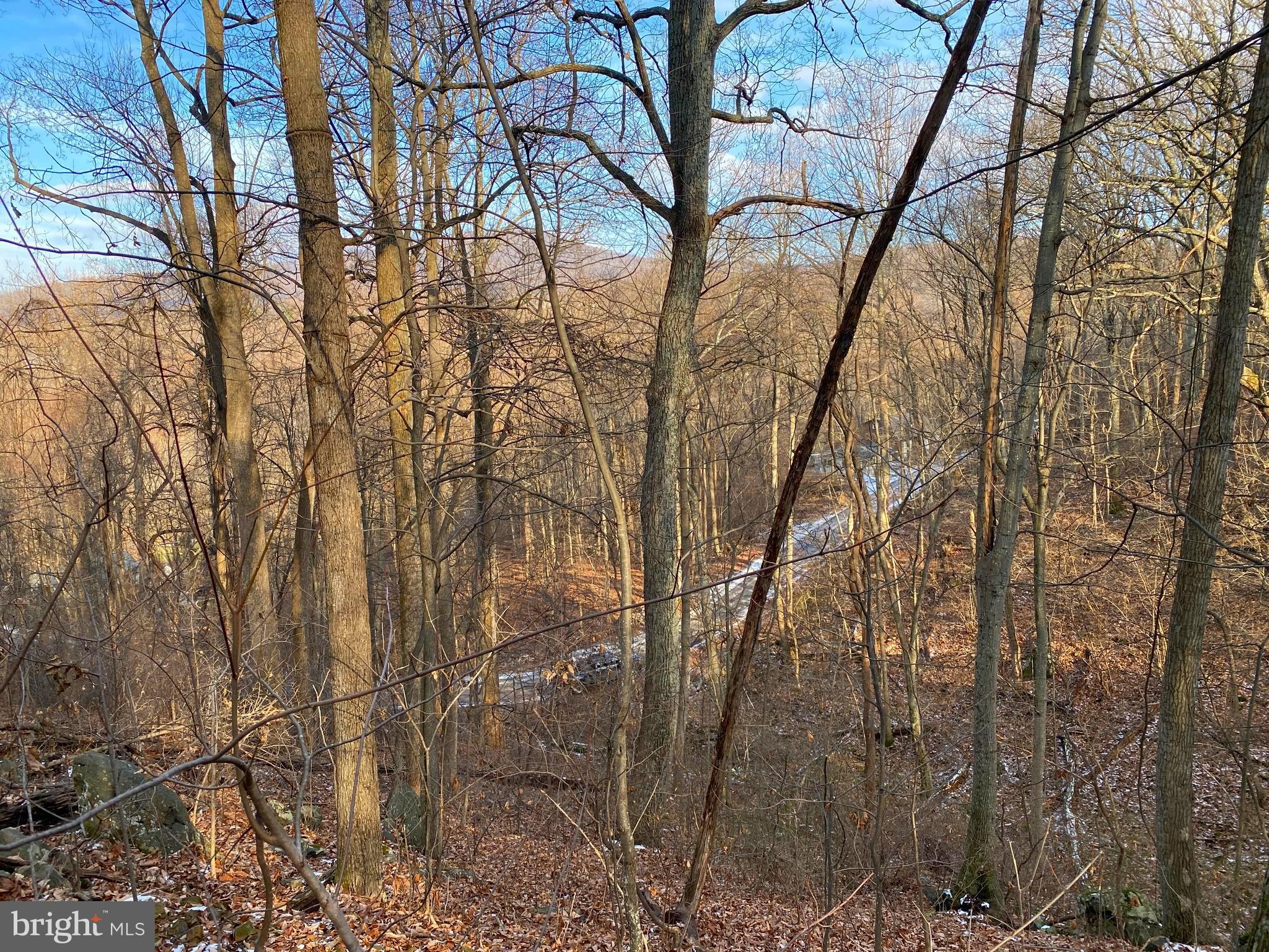 0 Hickory Tree Road Front Royal, VA 22630 - Photo 19 of 27 a view of trees with a yard