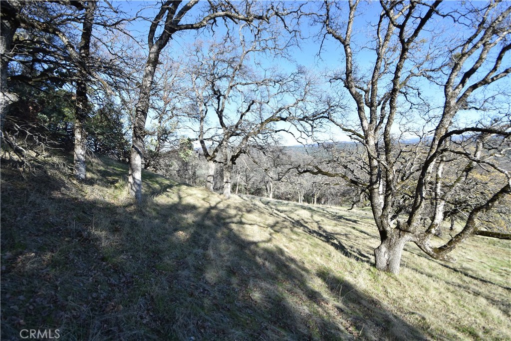 1193 Oregon Gulch Road Oroville, CA 95965 - Photo 13 of 55 a view of tree