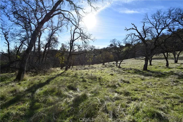 a view of yard with tree