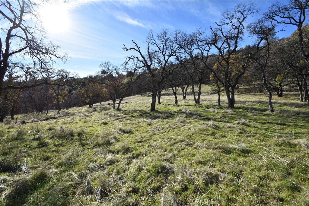 1193 Oregon Gulch Road Oroville, CA 95965 - Photo 25 of 55 a view of yard with tree