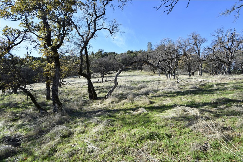 1193 Oregon Gulch Road Oroville, CA 95965 - Photo 30 of 55 a view of lots of trees