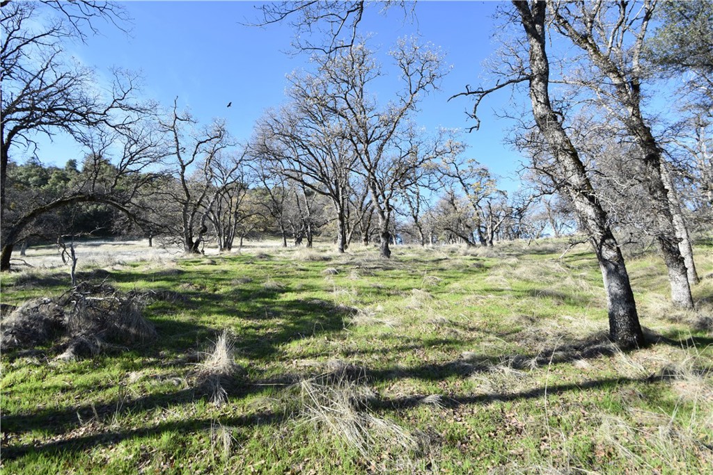 1193 Oregon Gulch Road Oroville, CA 95965 - Photo 32 of 55 a view of a golf course with a tree
