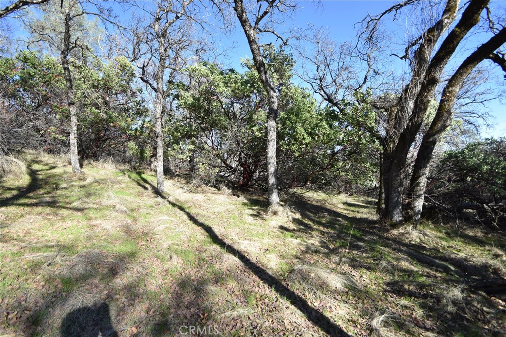 1193 Oregon Gulch Road Oroville, CA 95965 - Photo 33 of 55 a view of yard with large trees
