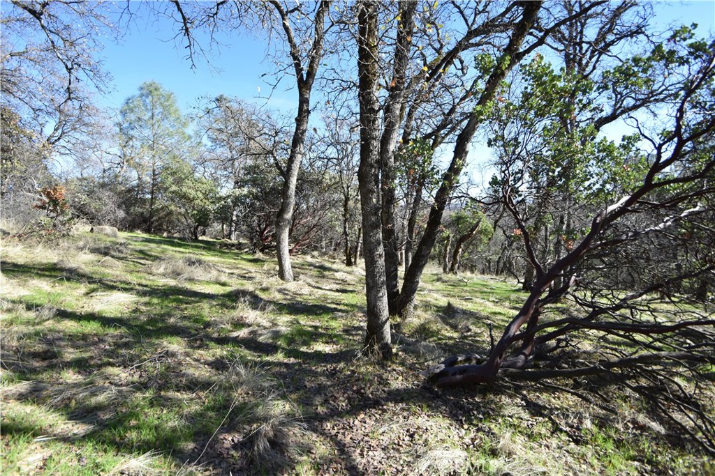 1193 Oregon Gulch Road Oroville, CA 95965 - Photo 35 of 55 a view of outdoor space with trees