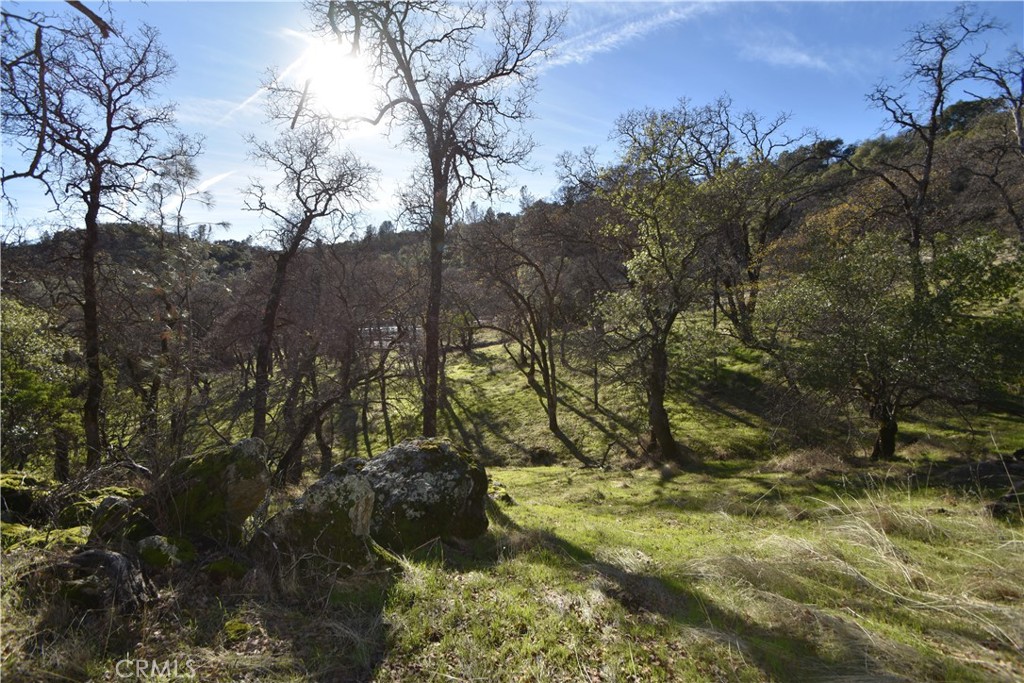 1193 Oregon Gulch Road Oroville, CA 95965 - Photo 37 of 55 a view of a yard with large trees