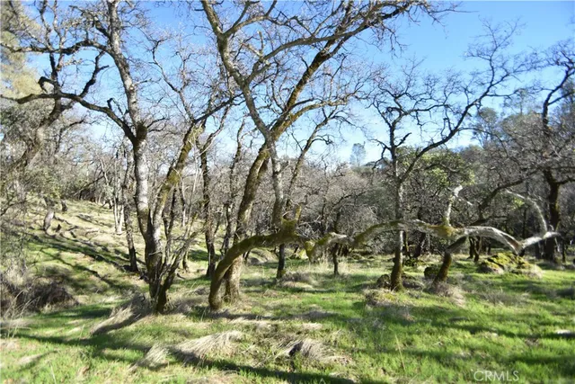 a view of backyard of green space