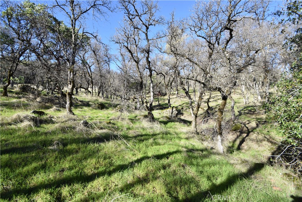 1193 Oregon Gulch Road Oroville, CA 95965 - Photo 47 of 55 a view of a yard with a tree