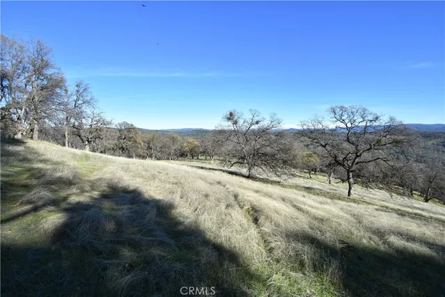 a view of a dry yard with trees
