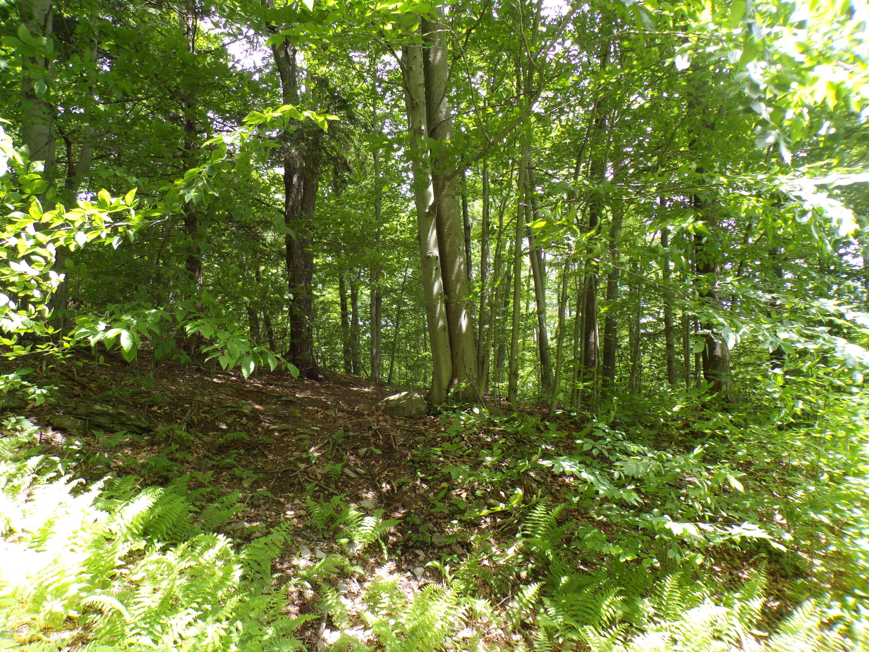 Dozy Road Pleasant Mount, PA 18453 - Photo 3 of 11