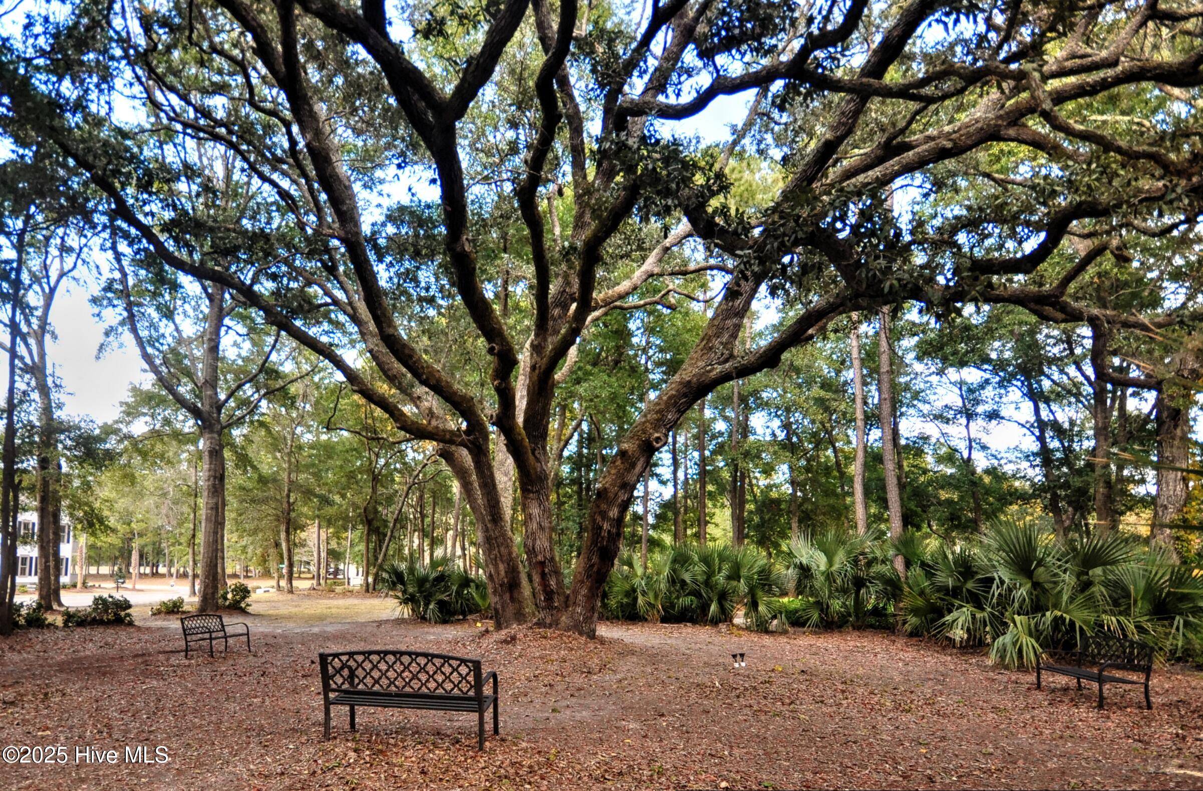 9265 West Lake Road Calabash, NC 28467 - Photo 70 of 132 Old Tree2